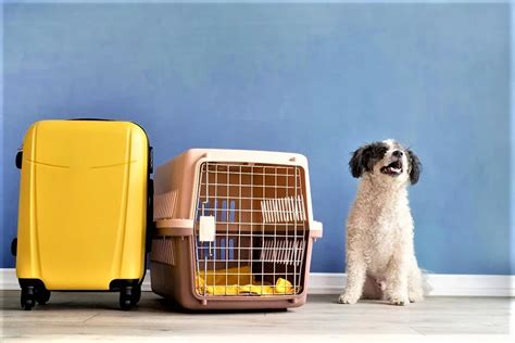 best international pet relocation services.